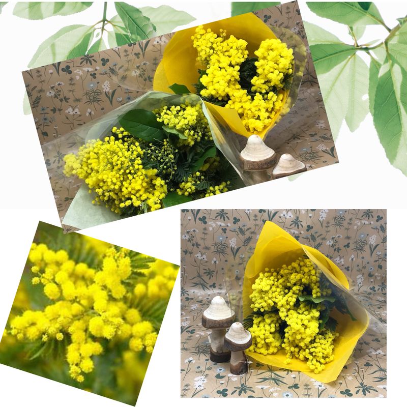 ?Bouquet de Mimosa ?