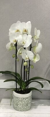 Plantes