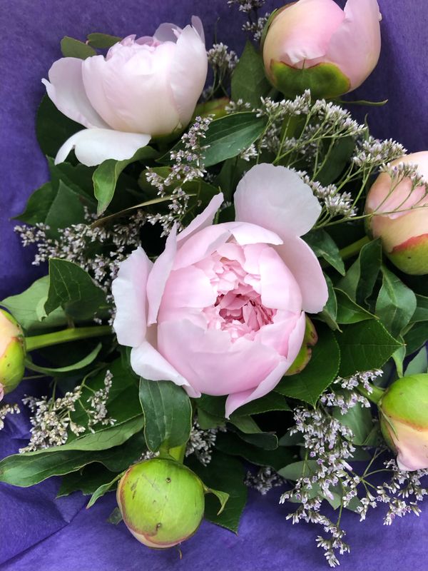 ?Les pivoines ?Les pivoines