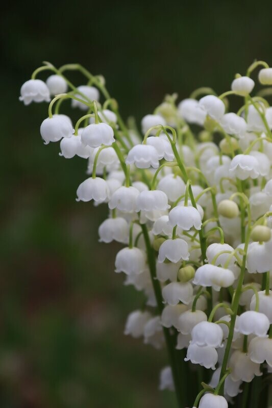 Brins de muguet