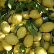 LIMONCELLO COSTA D'AMALFI IGP IN HAND DECORATED GLASS - 0,20L (ABV) 25%