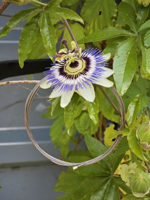 Niro-Glide Ceramic Turbo shift inner cable 1,1mm with Brompton nipple, stainless steel