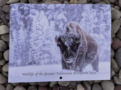 2023 Yellowstone Wildlife Calendar