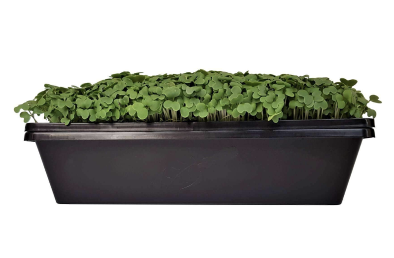 Microgreens Tray 10X10