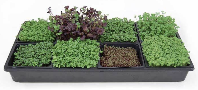 Tray of Microgreens 5X5