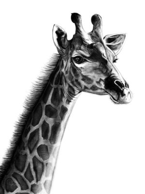 Gio the Giraffe - Digital Download