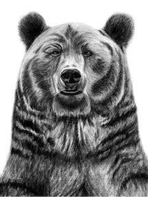 Wilson the Bear - Digital Download