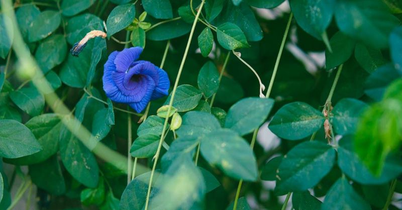 Seasonal artisan hydrosol: Butterfly Blue Pea