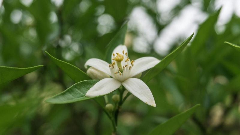 Seasonal hydrosol: Orange blossom (Neroli)