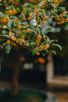 Seasonal artisan hydrosol: Osmanthus