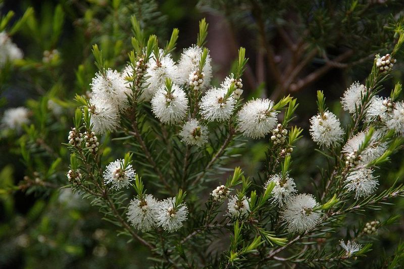 Seasonal hydrosol: Australian Tea Tree