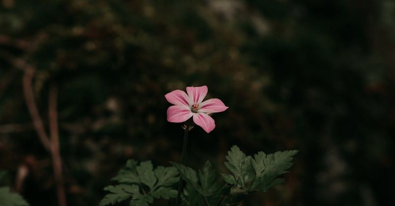 Seasonal hydrosol: Geranium