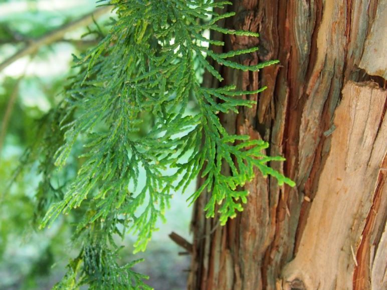 Seasonal artisan hydrosol: Hinoki wood