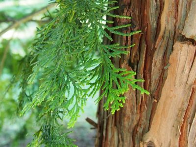 Seasonal artisan hydrosol: Hinoki wood