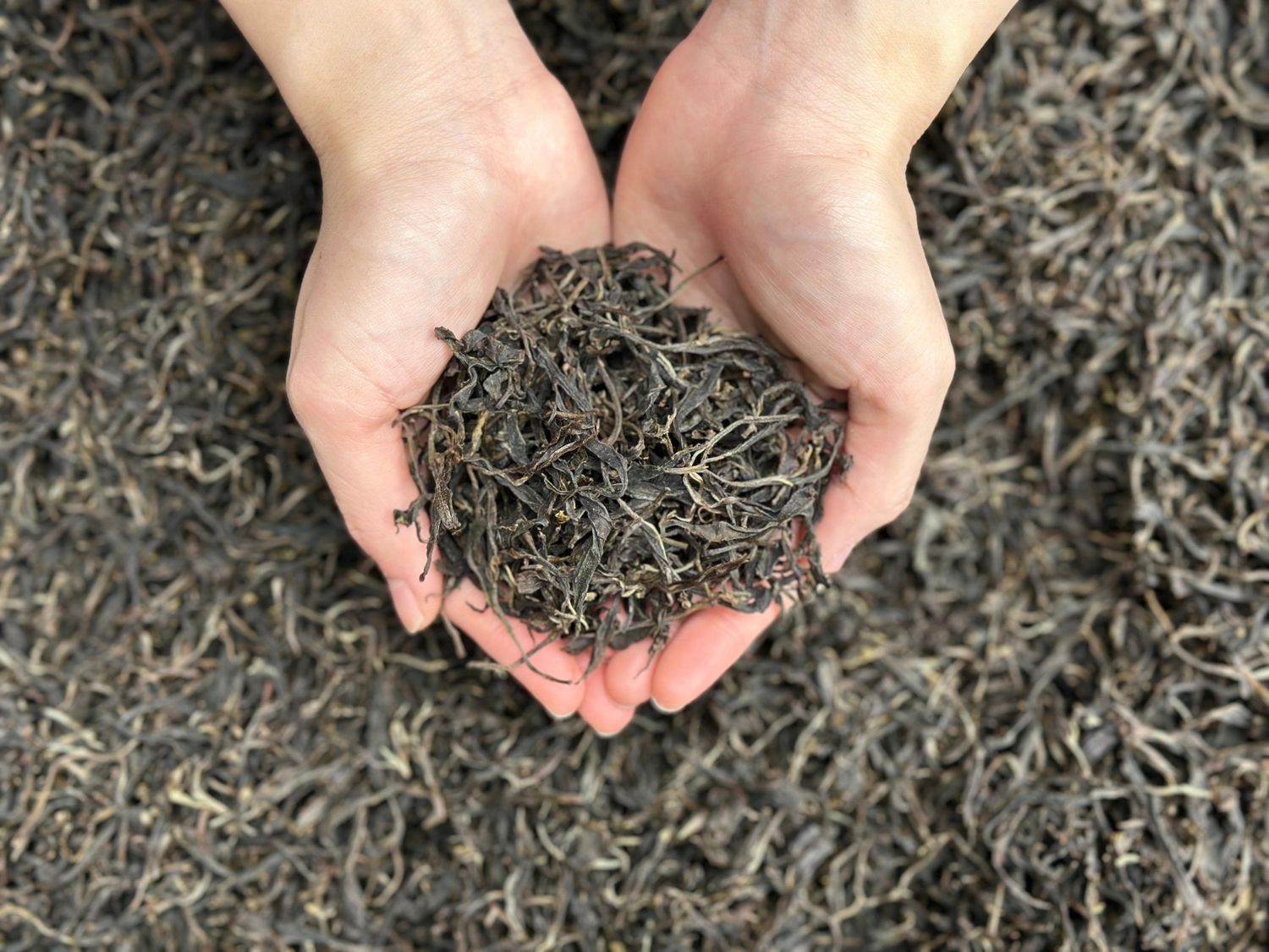 Seasonal artisan hydrosol: Pu'er