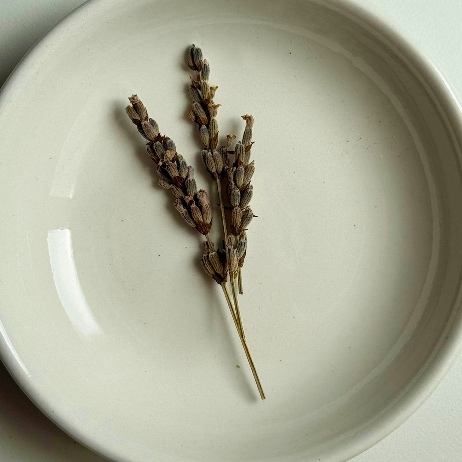 Lavender stalks Lavender stalks