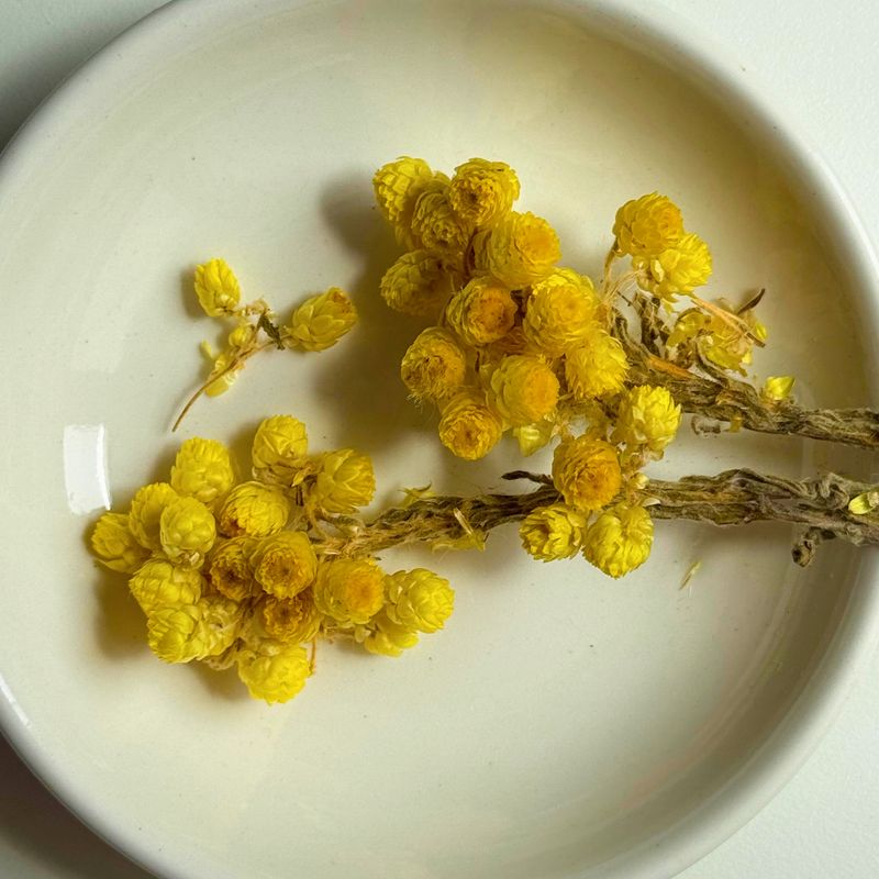 Immortelle Helichrysum stalks