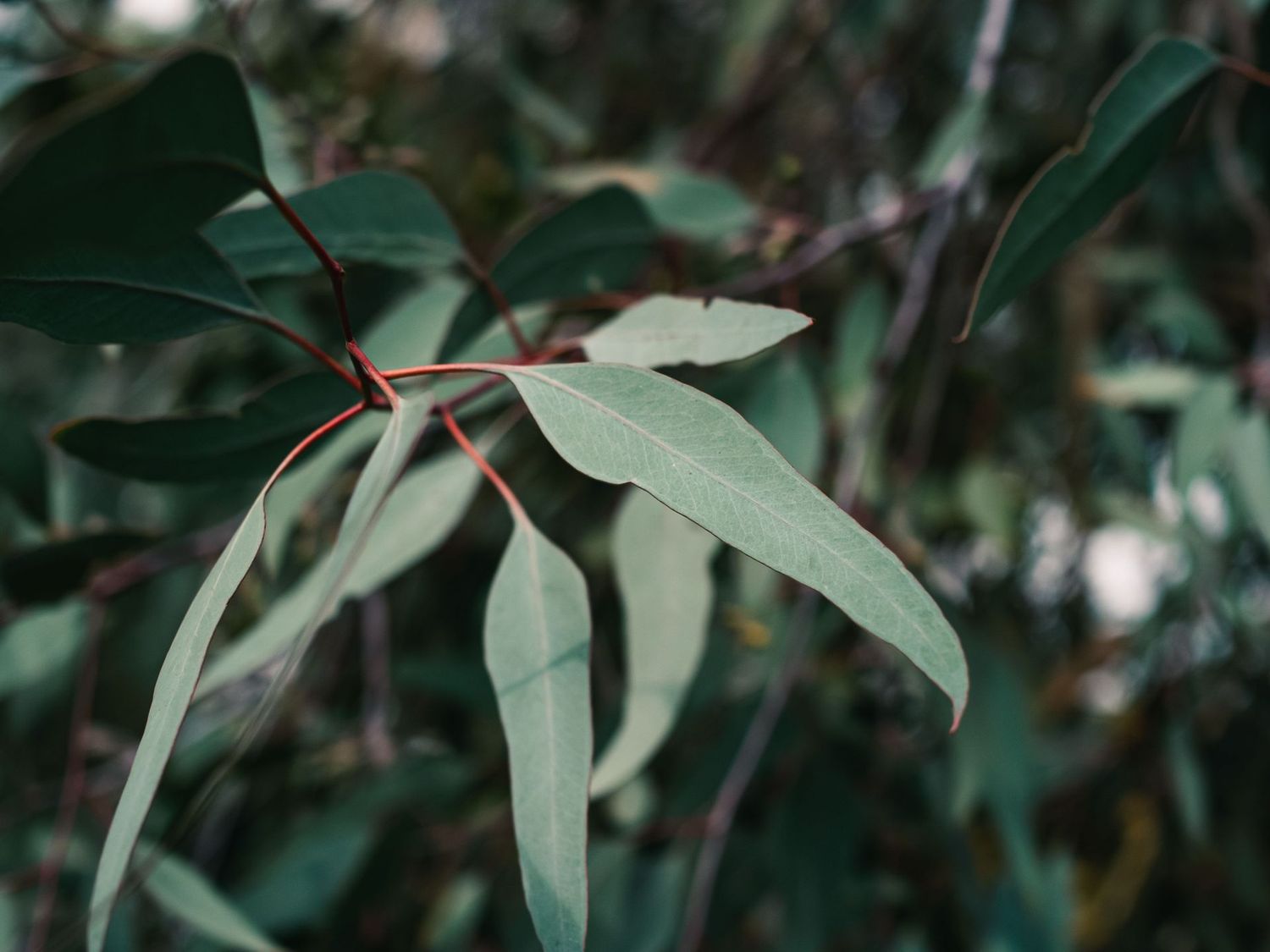 Seasonal hydrosol: Eucalyptus Seasonal hydrosol: Eucalyptus