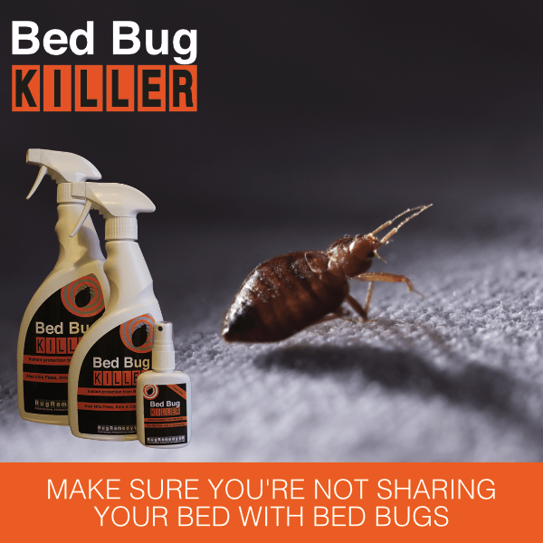 Bed Bug Killer