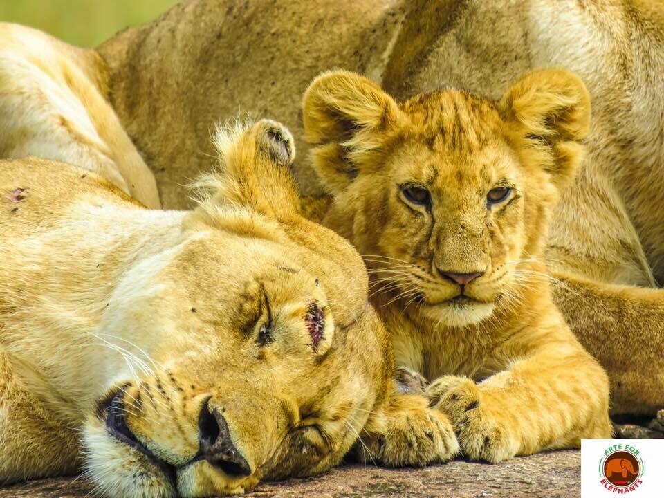 Stunning Baby and Mum Lion Photo Art Print (DR7)