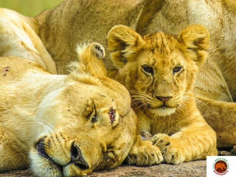 Stunning Baby and Mum Lion Photo Art Print (DR7)