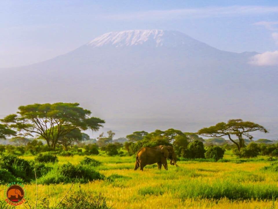 Craig &amp; Mt. Kilimanjaro Art Print