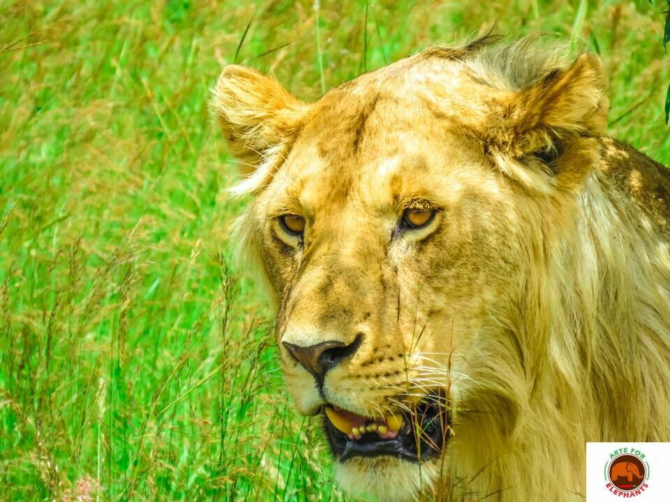 Hungry Hunter Fine Art Print