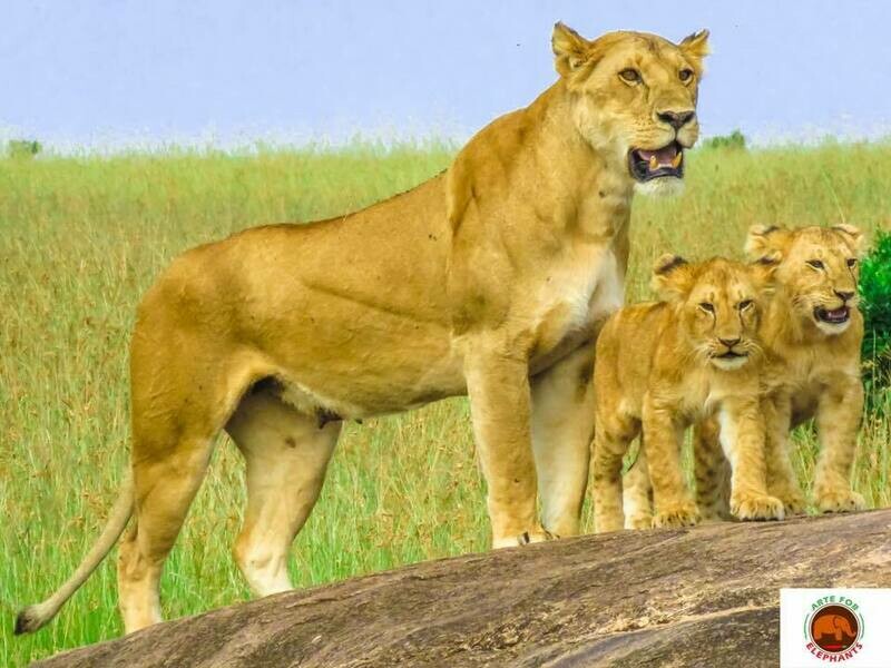 Lion Family Photo Art Print (DR5)