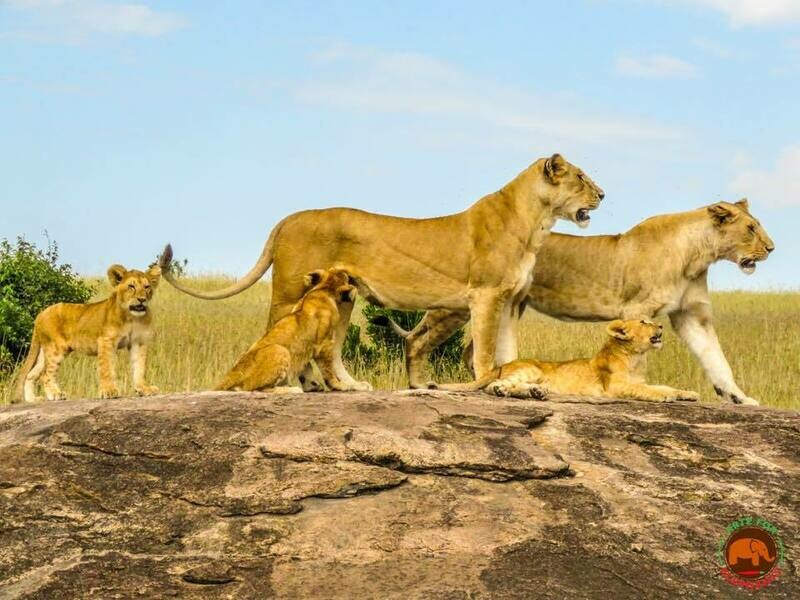 Lion Pride Masai Mara Photo Art Print (DR4)