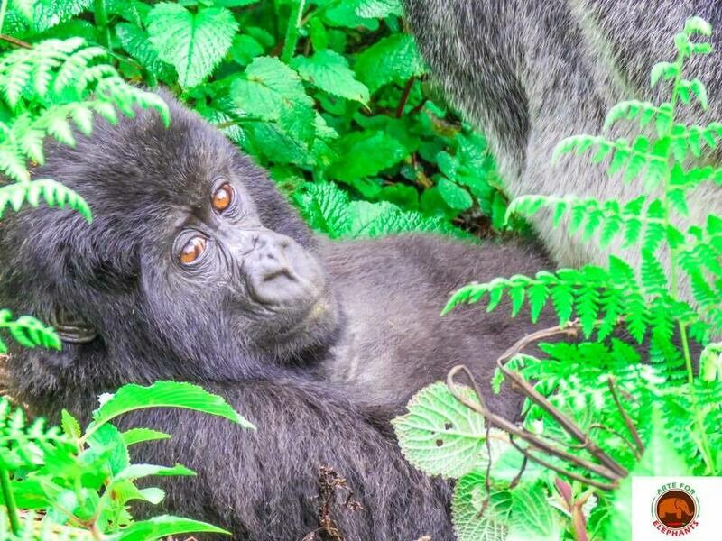 Relaxing Baby Gorilla  Fine Art Print