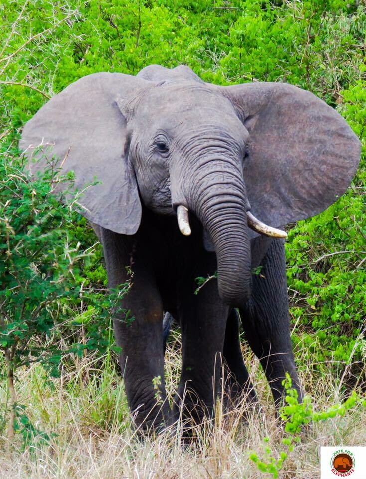 Young Tusker in Uganda  Fine Art Print