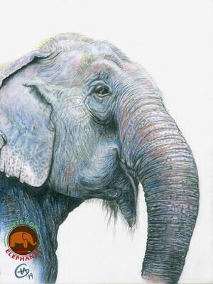 Large Fine Art Prints