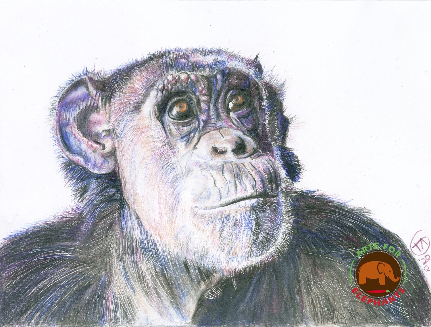 Wonderful Jody the Chimp