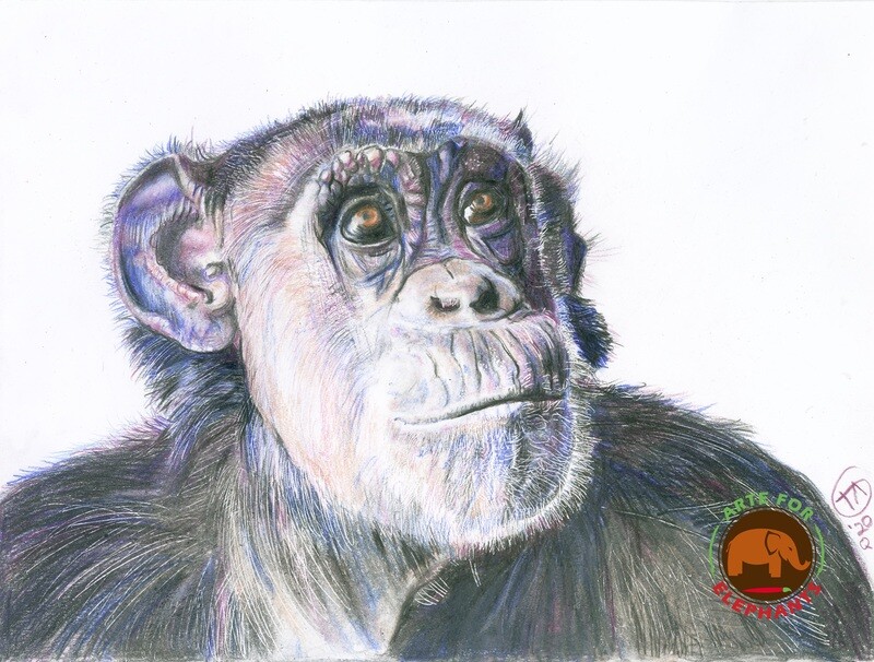 Wonderful Jody the Chimp