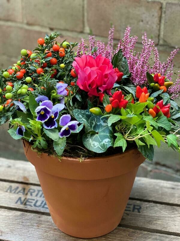 Terracotta seasonal planted arrangement