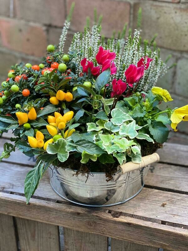 Seasonal planted arrangement