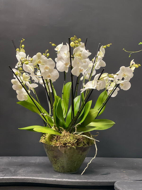 Phalaenopsis orchid plants