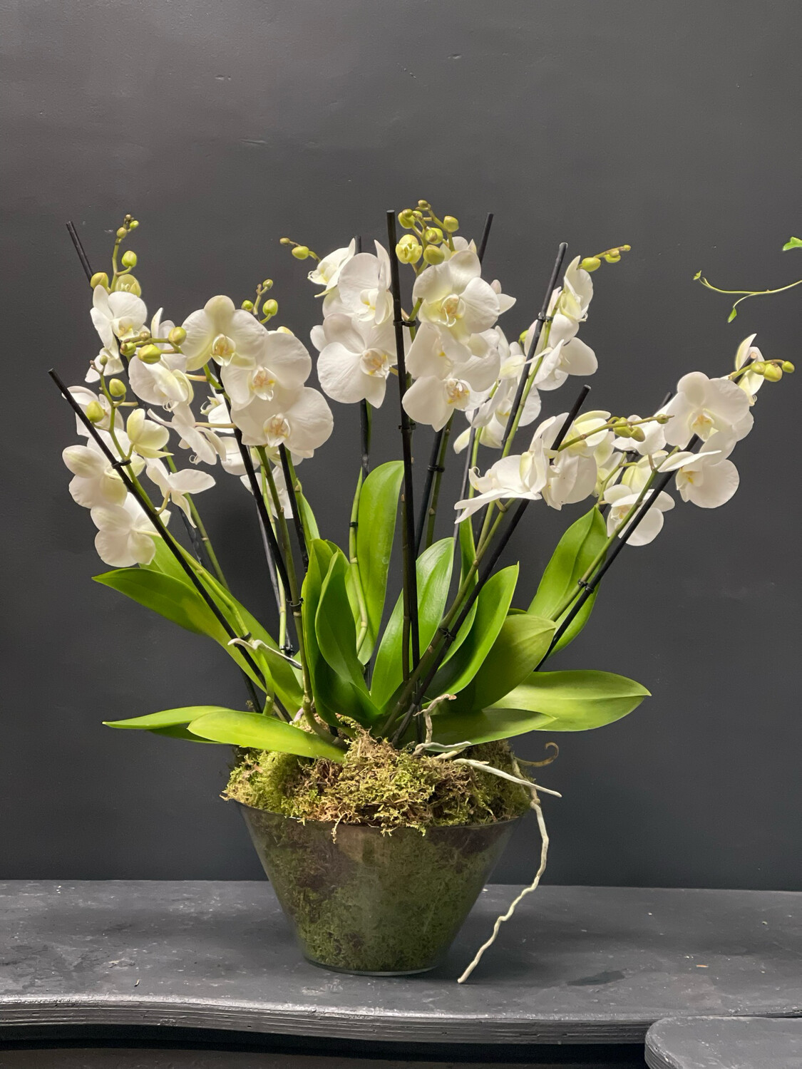 Phalaenopsis orchid plants Phalaenopsis orchid plants