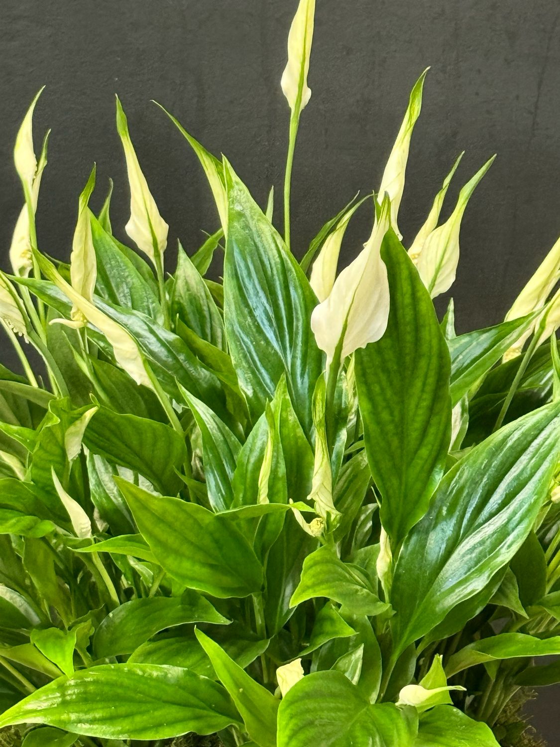 Peace lily Arrangement Peace lily Arrangement