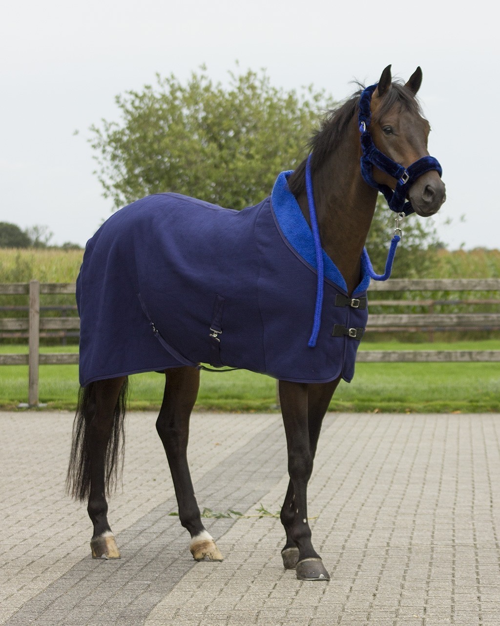 CABEZADA ALASKA - QHP