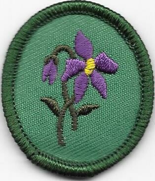 Purple Violet (1913-2011)