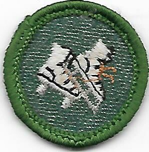 Skater--Marrow edge, light green border 1955-1956