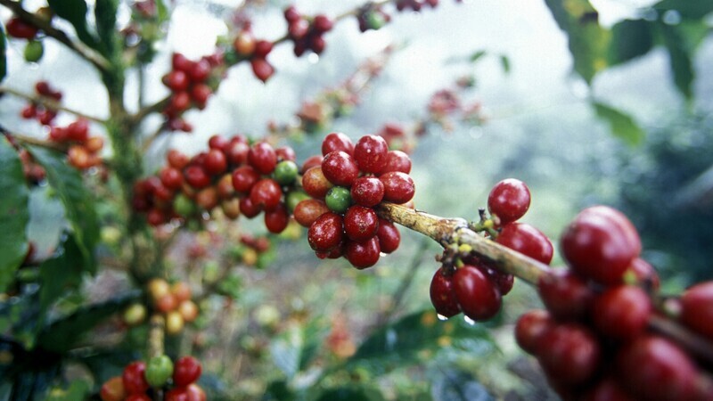 Our Artisan Fresh Roasted Single Origin Coffees