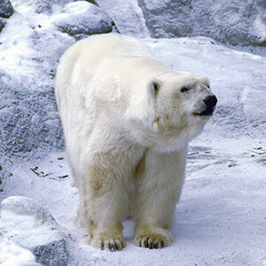 Coaster Polar Bear