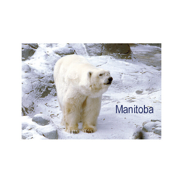Manitoba Polar Bear