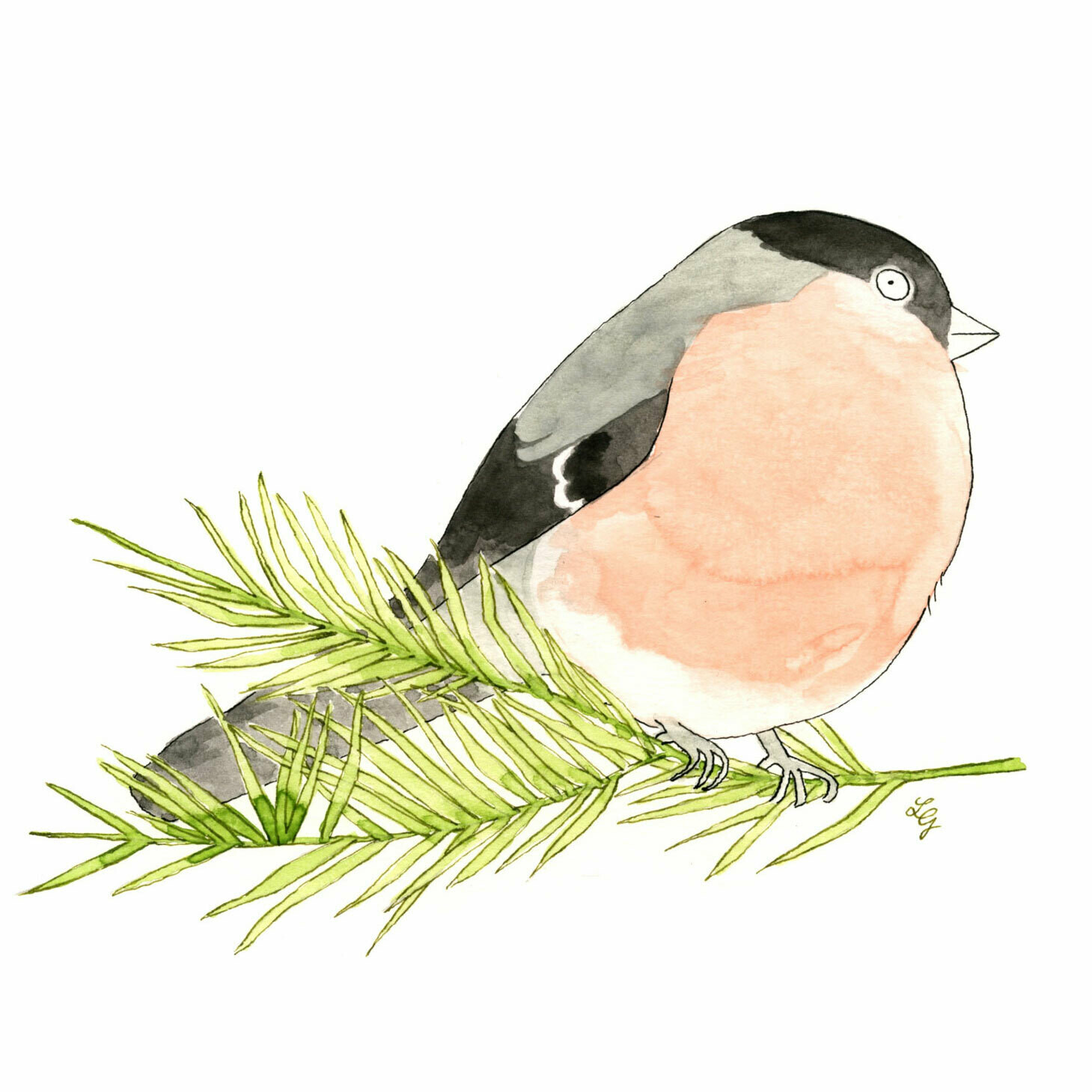 Bullfinch Songbird Art Print