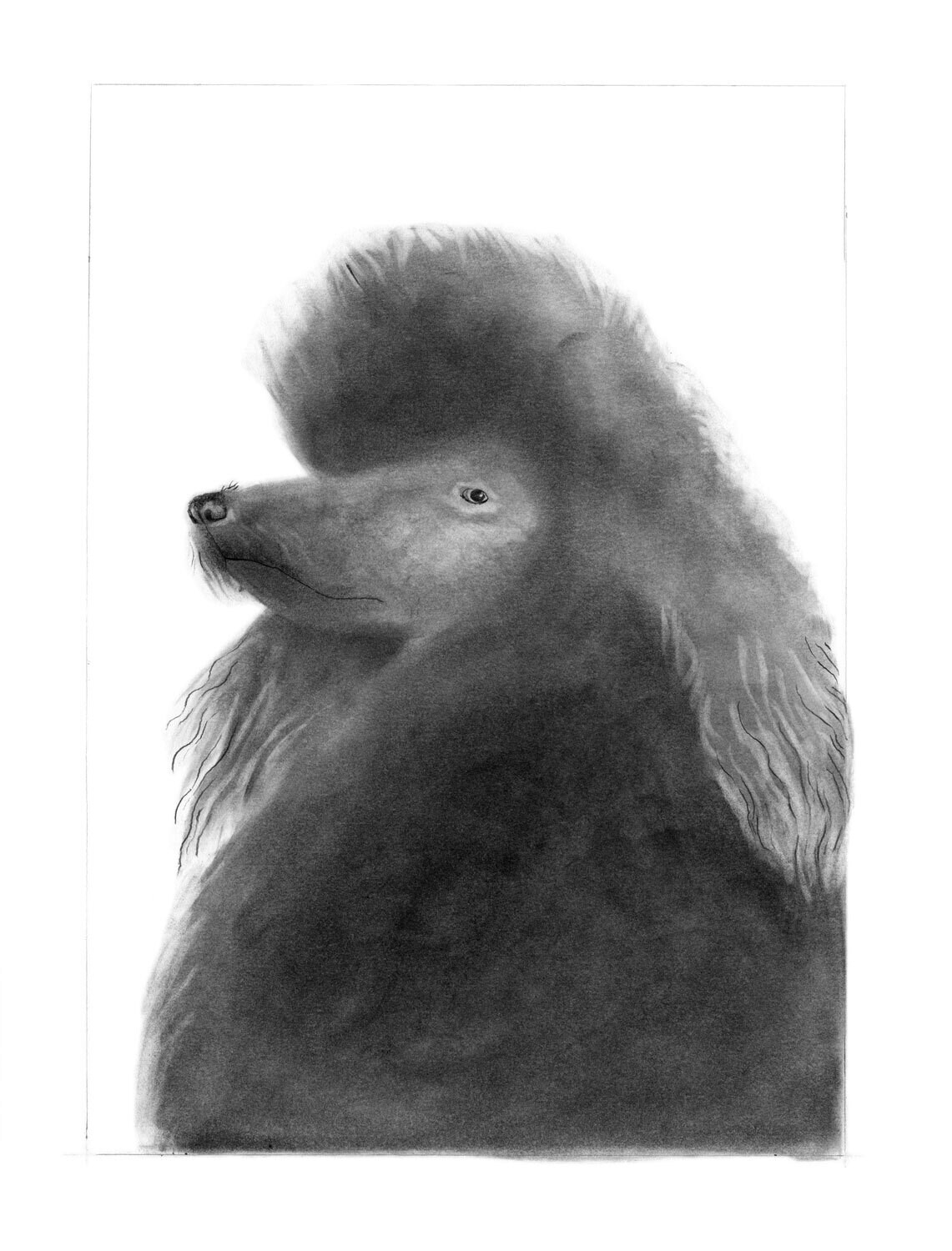 Black Poodle Postcard