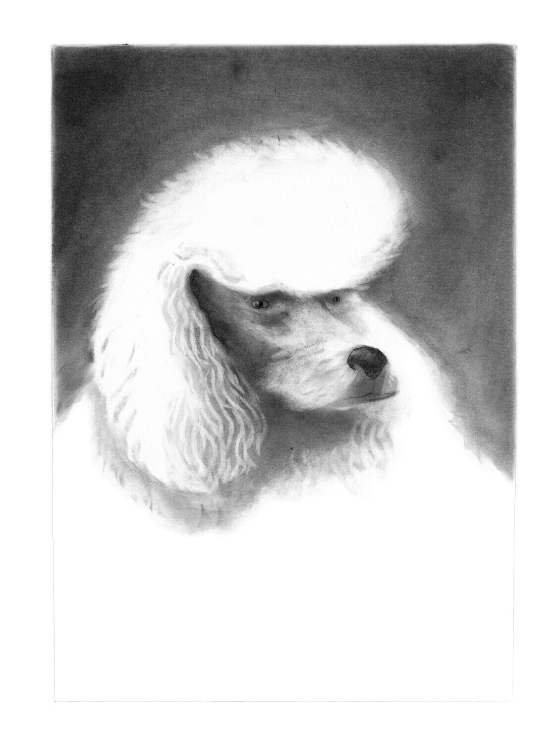 White Poodle Art Print