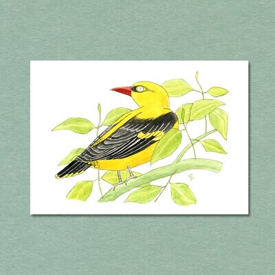 Golden Oriole Songbird Postcard