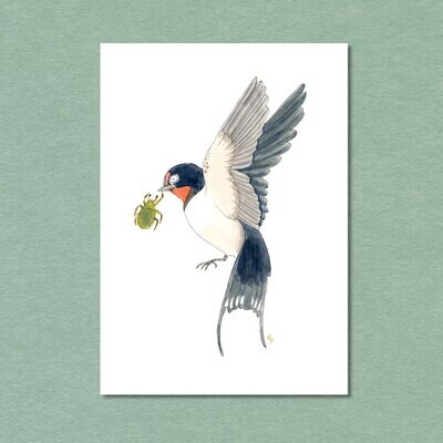 Barnswallow Songbird Postcard